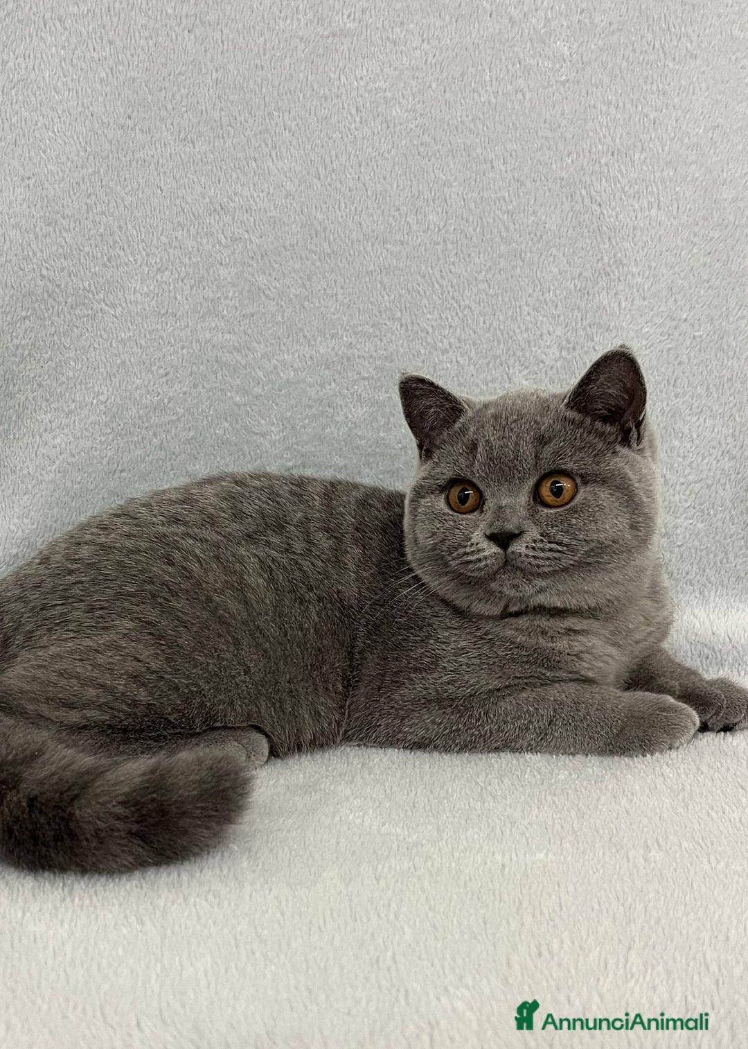 British gatti in vendita: British shorthair cuccioli  a Provincia di Verona - Immagine 2
