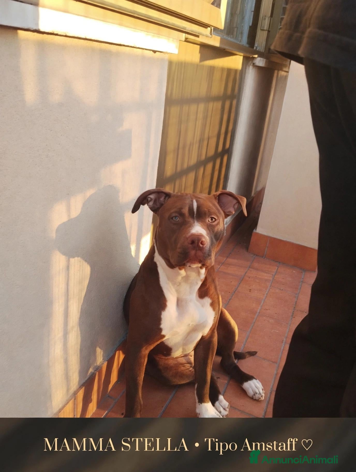 Pitbull cani Cuccioli tipo Amstaff Pitbull  - Annuncio 3