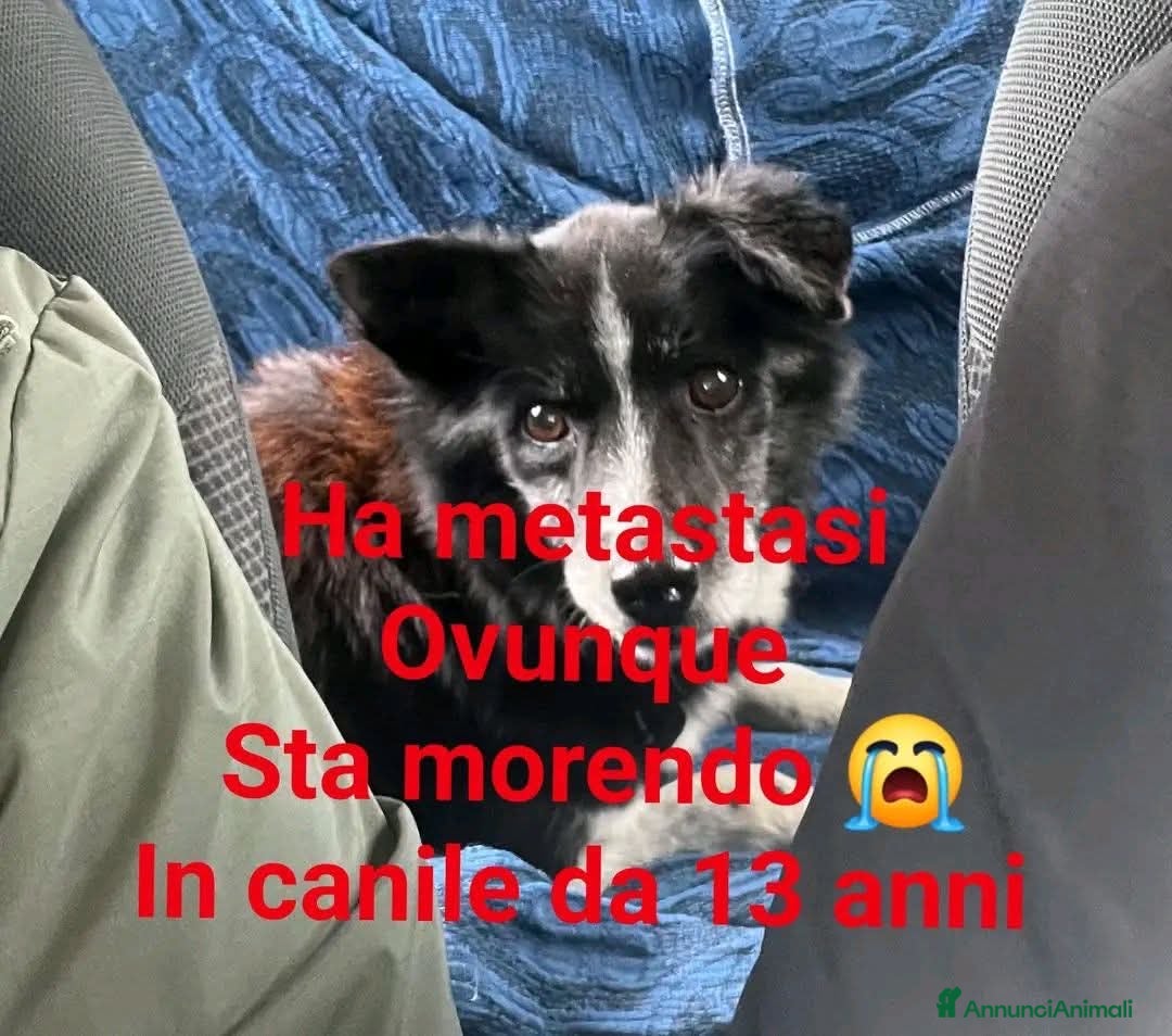 Meticcio cani ADOZDEL💔:sconfitta enorme:cuore che nn ha amato  - Annuncio 6