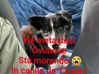 Meticcio cani ADOZDEL💔:sconfitta enorme:cuore che nn ha amato - Annuncio 6