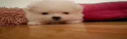 Volpino Pomerania cani in vendita: Cuccioli volpino pomerania spitz pedigree ENCI a Città metropolitana di Roma Capitale - Annuncio 7