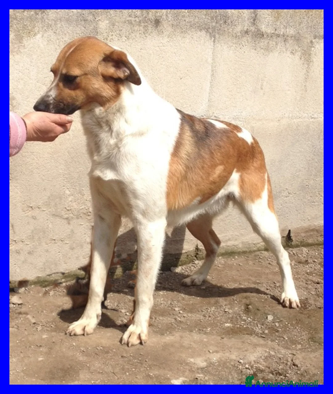 Meticcio cani in regalo: EVELYN dolce nonnina - Annuncio 3