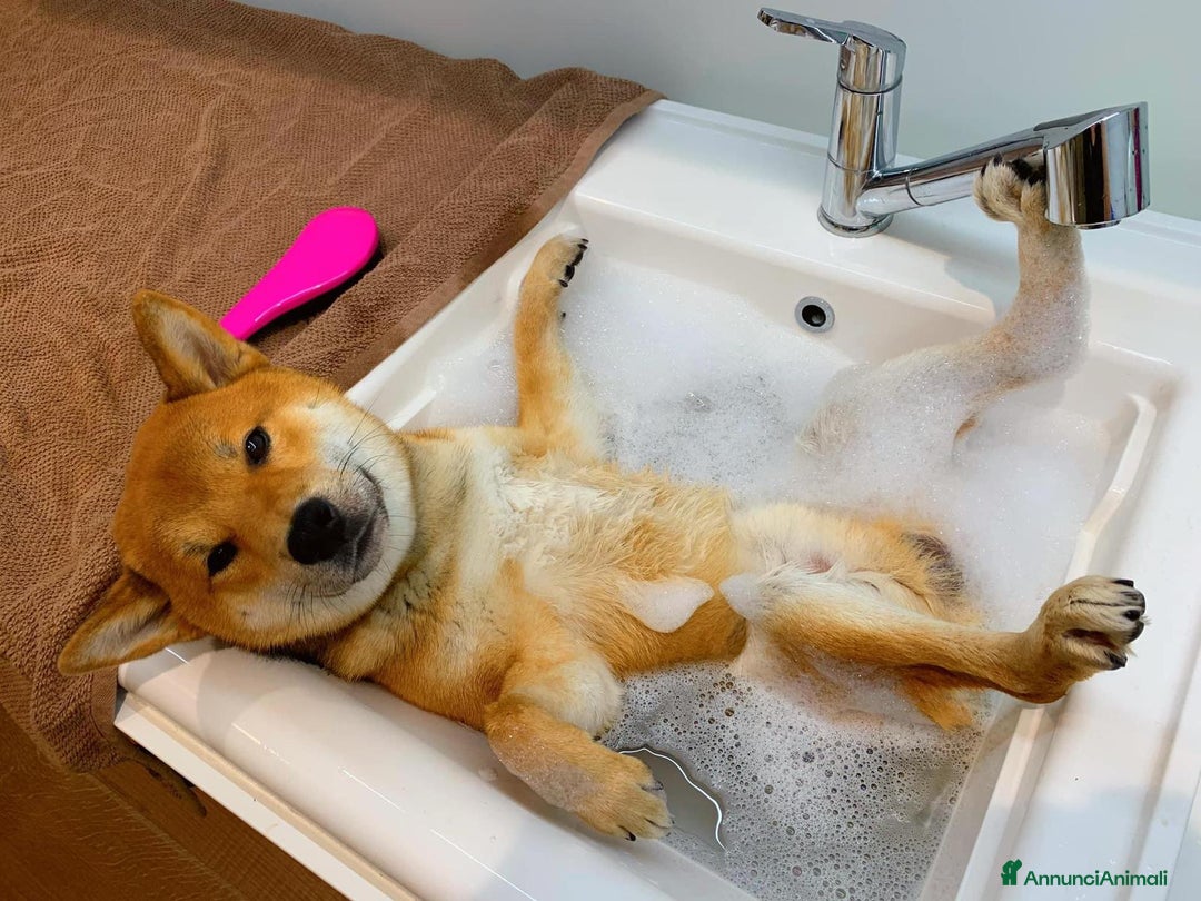 Immagine della galleria {{count}}