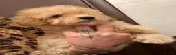 Barboncino cani in vendita: Cucciolo di barboncino  - Annuncio 3