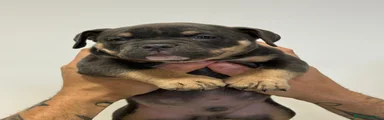 American Bully 4