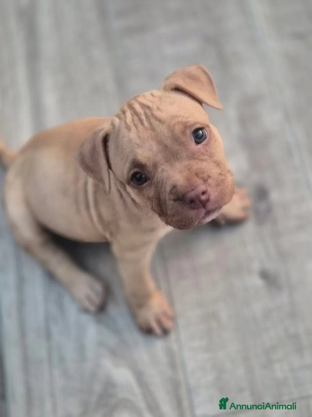American Bully cani in vendita: American bully POCKET - Annuncio 2