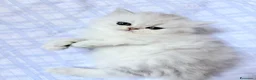 Persiano gatti in vendita: Persiani Chinchilla a Provincia di Ferrara - Annuncio 15