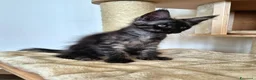 Maine Coon gatti in vendita: Cuccioli MCO di alta genealogia. - Annuncio 18