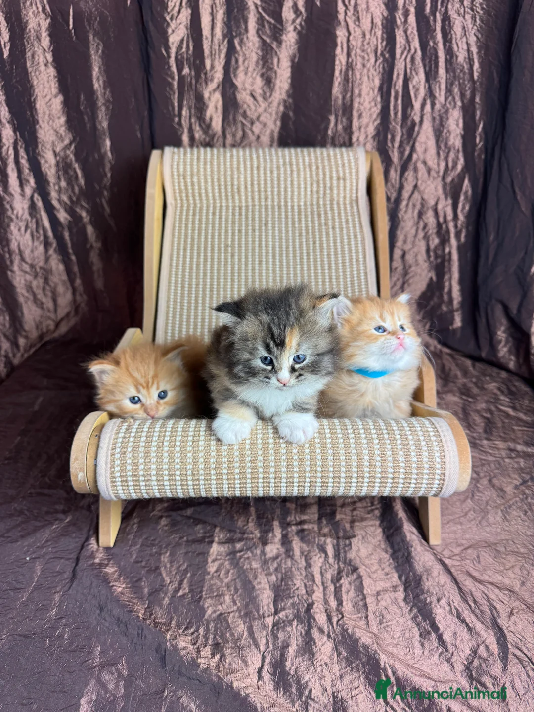 Siberiano gatti in vendita: Splendidi cuccioli siberiani Hypoallergenic  - Annuncio 2