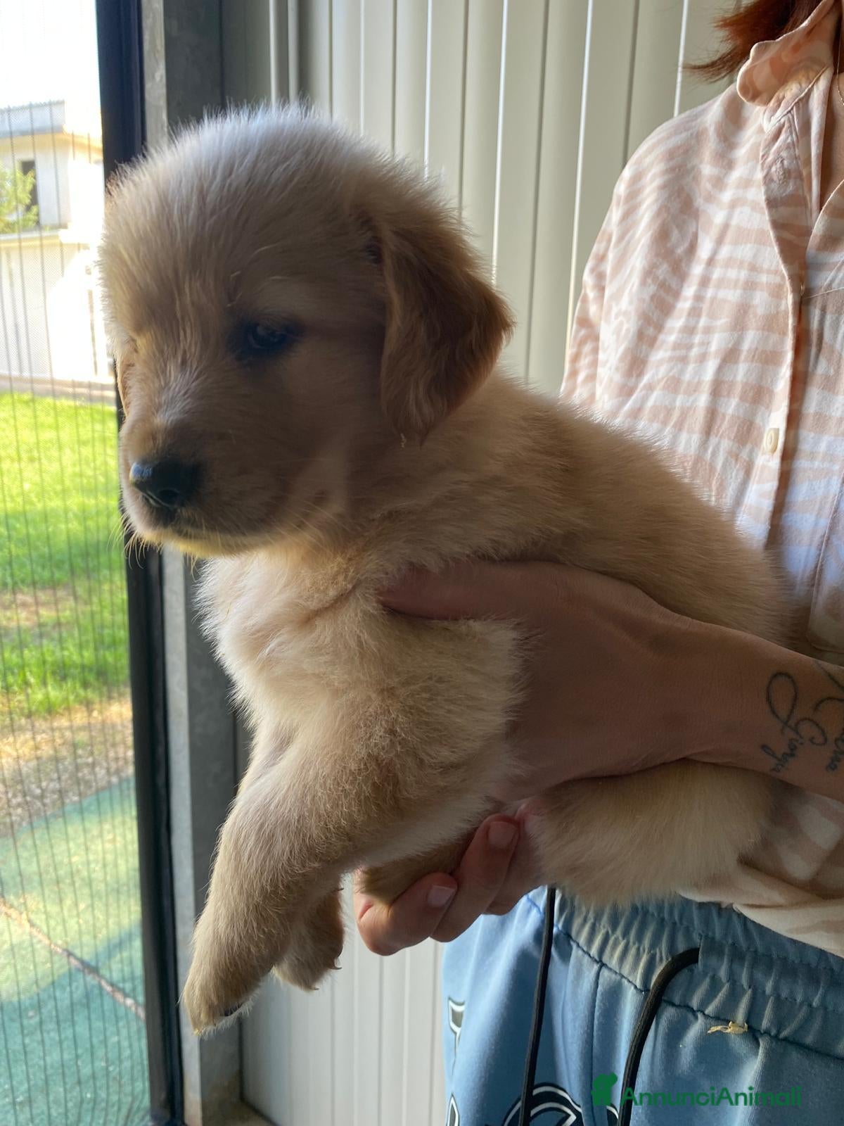 Golden Retriever cani Cuccioli Golden retriver americano con pedigree - Annuncio 2