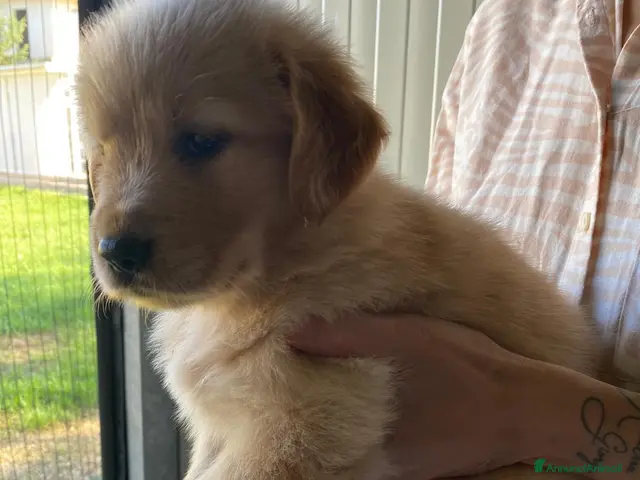 Golden Retriever cani in vendita: Cuccioli Golden retriver americano con pedigree - Annuncio 2