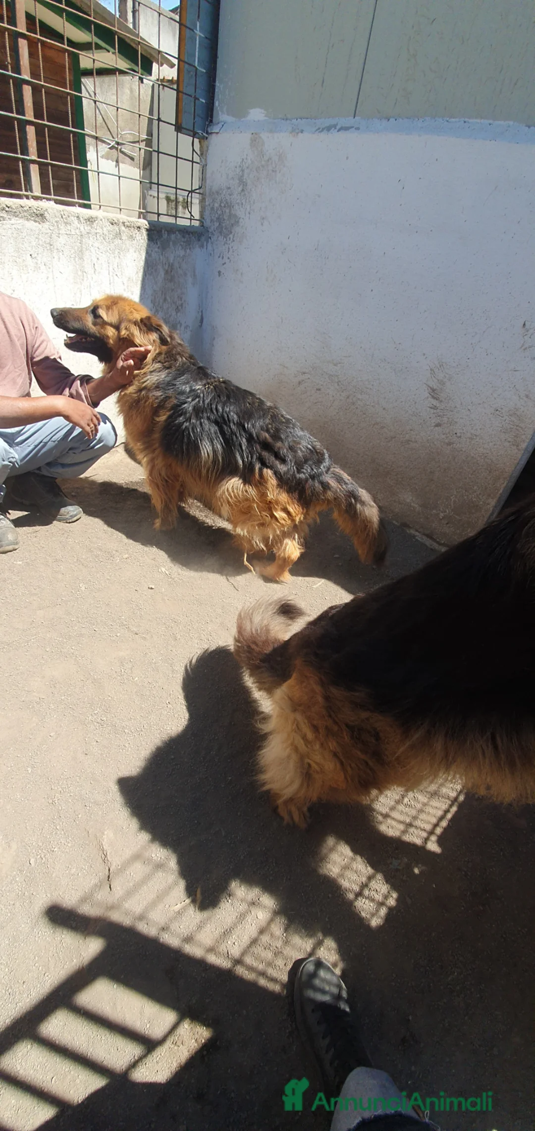 Pastore Tedesco cani in regalo: Melo e Melina pastori tedeschi alsaziani a Città metropolitana di Catania - Annuncio 2