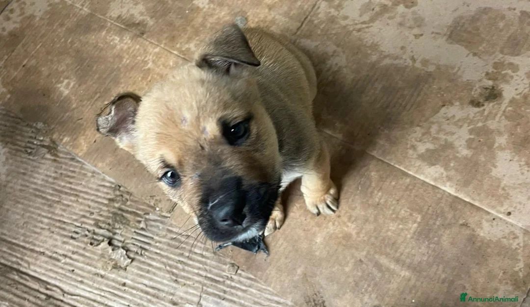 Pitbull cani in regalo: IL SIMPATICO E DOLCE MUFFIN - Annuncio 4