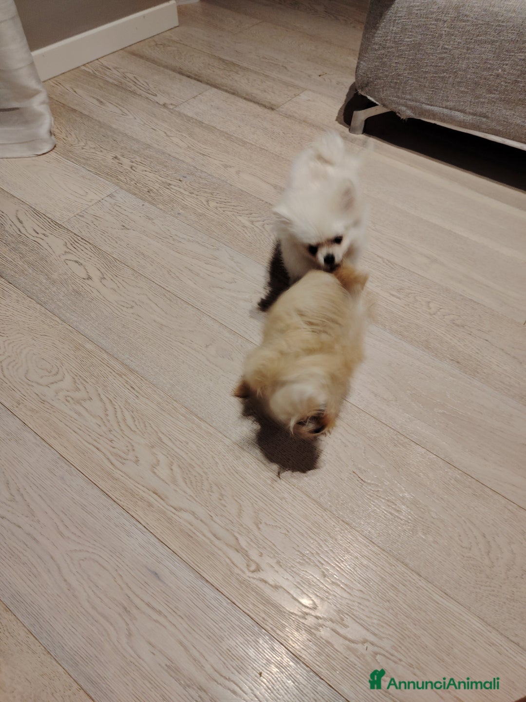 Altre razze cani in vendita: Vendo 2 cucciole stupende di taglia toy a Provincia di Pavia - Immagine 3