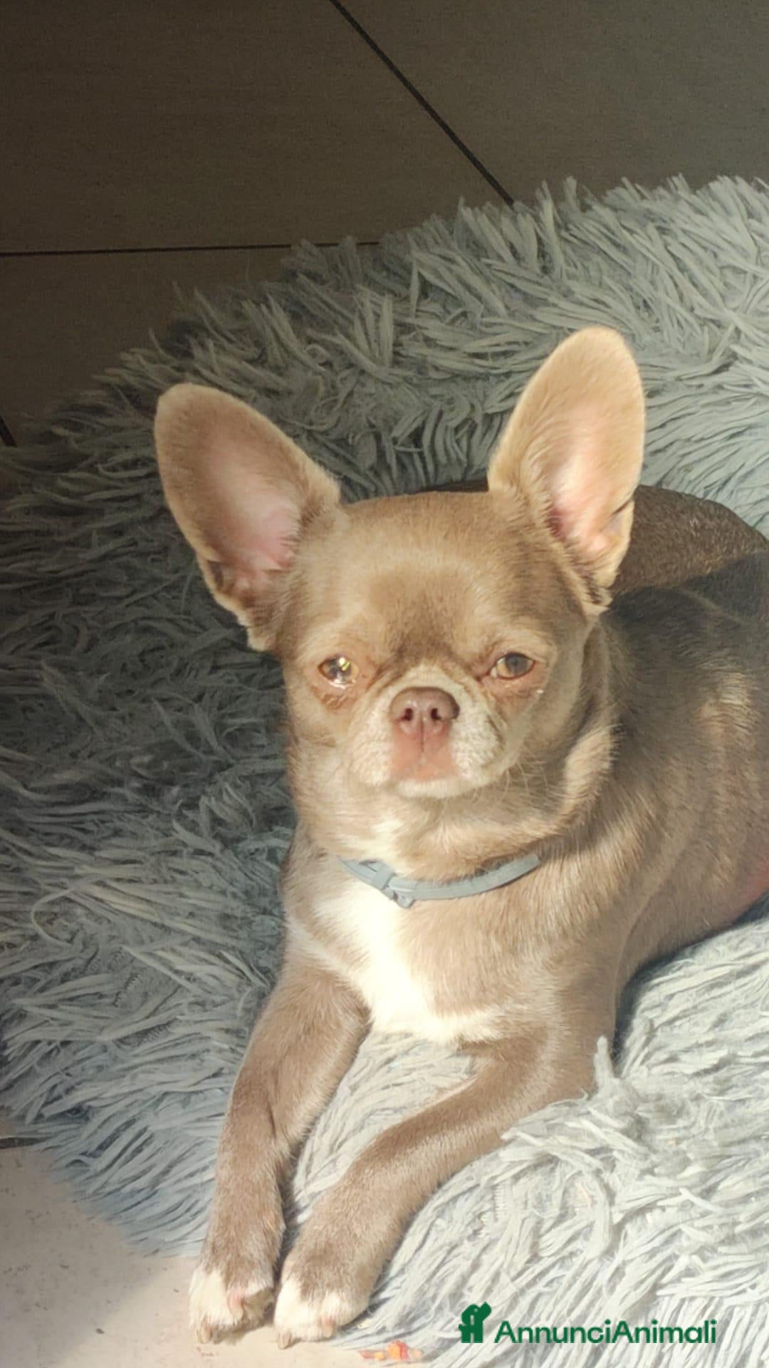 Chihuahua cani Vendesi - Annuncio 18