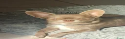 Chihuahua cani in vendita: Vendesi a Città Metropolitana di Torino - Annuncio 1