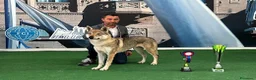 Lupo Cecoslovacco cani in vendita: CUCCIOLI Canelupo Cecoslovacco a Provincia di Macerata - Annuncio 6