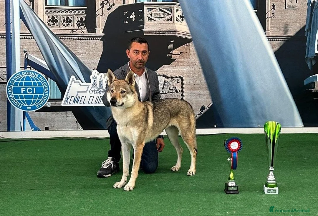 Lupo Cecoslovacco cani in vendita: CUCCIOLI Canelupo Cecoslovacco a Provincia di Macerata - Annuncio 6