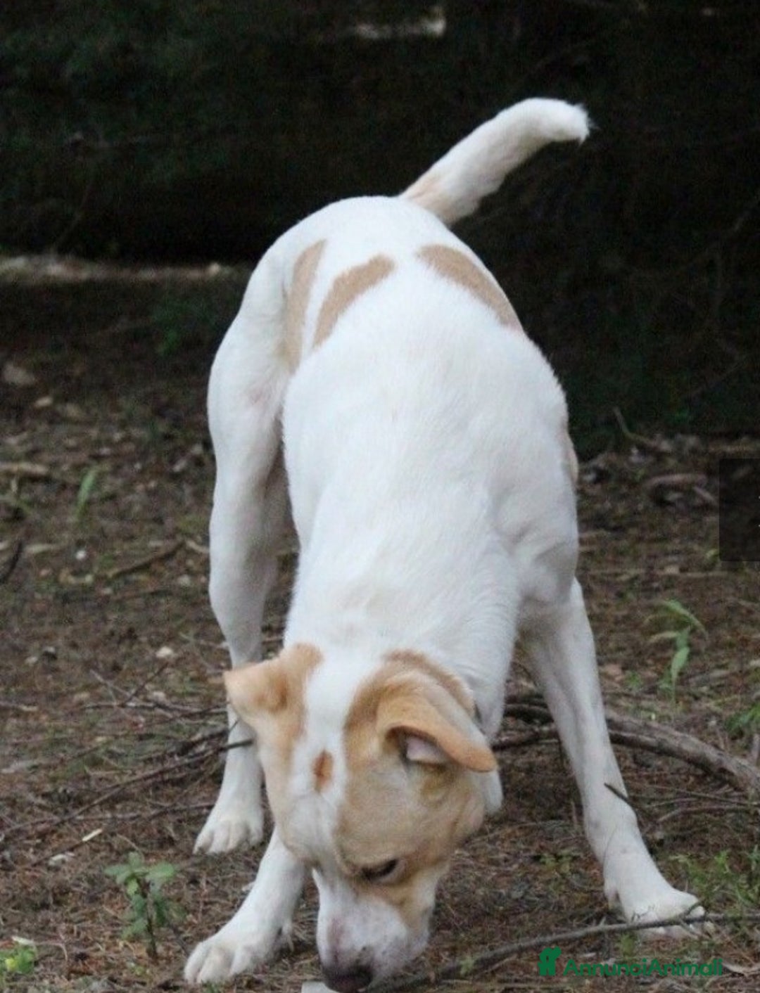 Meticcio cani in regalo: Toby splendido 5anni salito 6mesi fa.PAVIA a Città Metropolitana di Milano - Annuncio 7