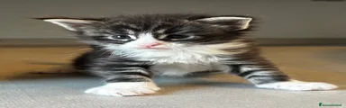 Maine Coon Gattino 2