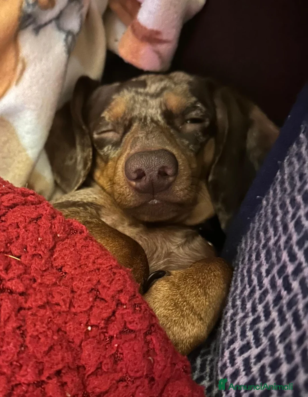 Bassotto cani per accoppiamento: Bassotto maschio cerca femmina per accoppiamento - Annuncio 5