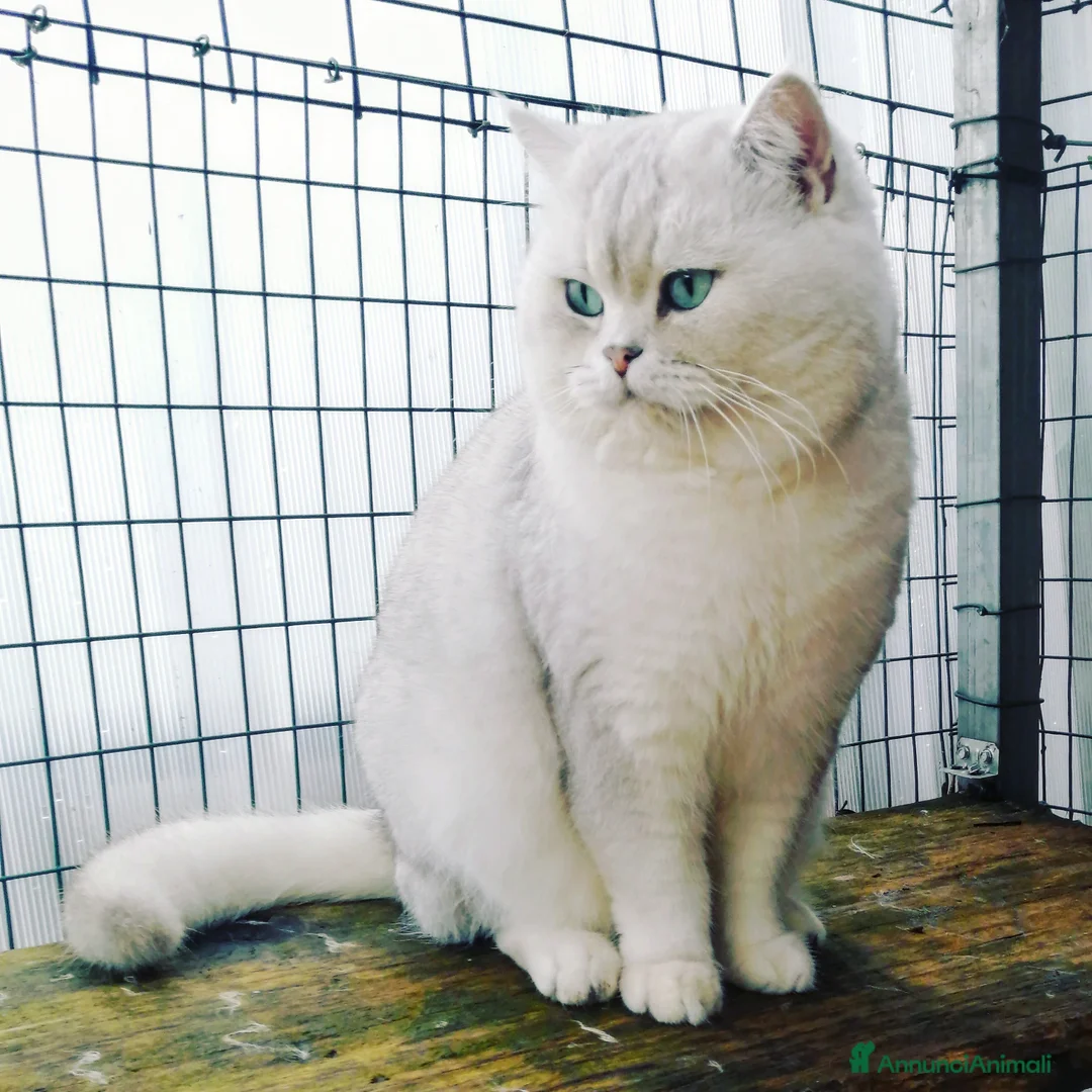 Immagine della galleria {{count}}