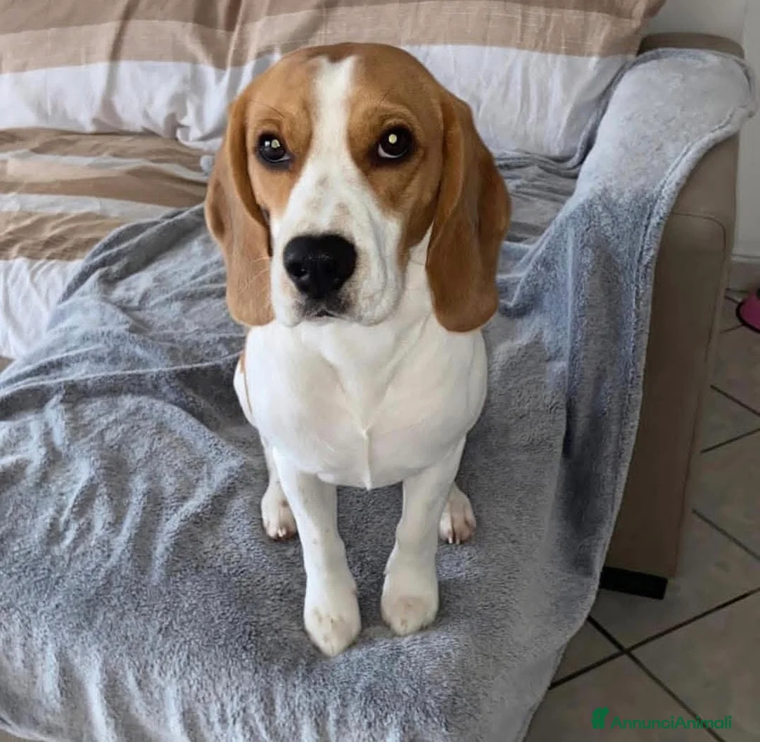 Beagle cani in regalo: Willy dolcissimo beagle cerca casa - Annuncio 1