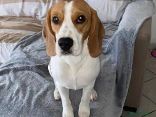 Beagle cani Willy dolcissimo beagle cerca casa - Annuncio 2