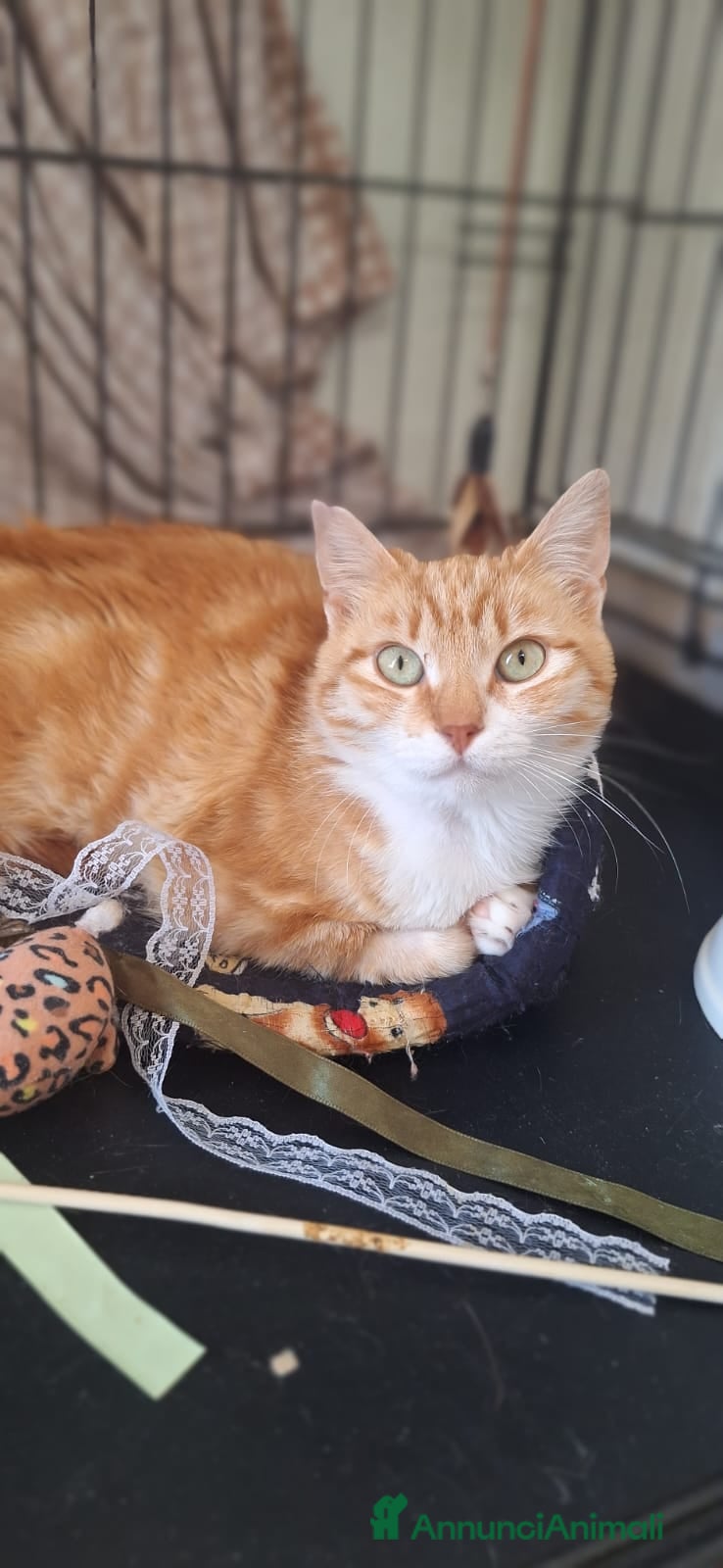 Europeo gatti WENDI 8 mesi di tenerezza  a Città Metropolitana di Bologna - Annuncio 2