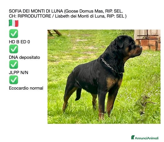 Rottweiler cani ROTTWEILER CUCCIOLI MASCHI - Annuncio 4