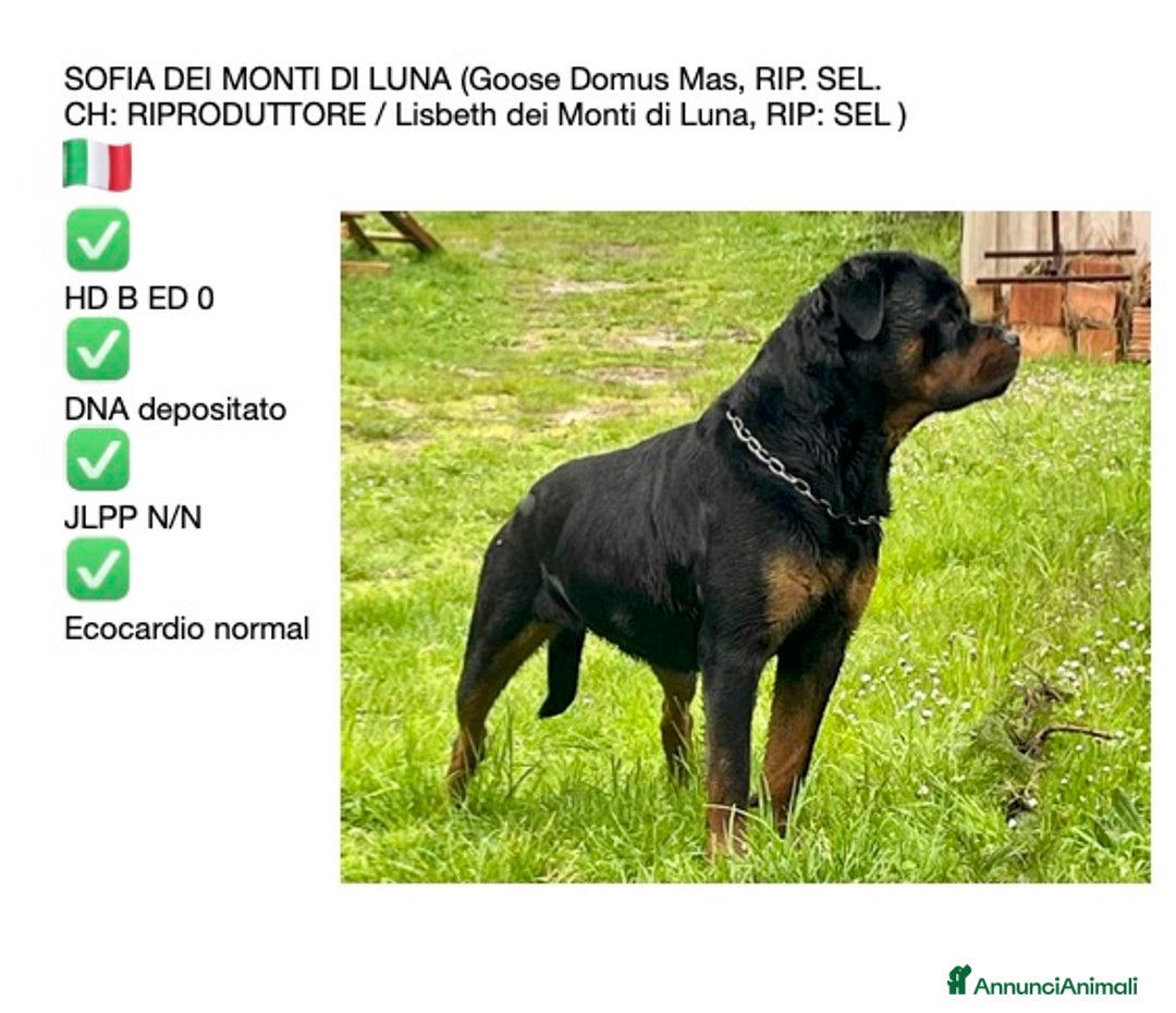 Rottweiler cani in vendita: ROTTWEILER CUCCIOLI MASCHI - Annuncio 1