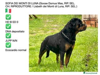 Rottweiler cani ROTTWEILER CUCCIOLI MASCHI - Annuncio 5