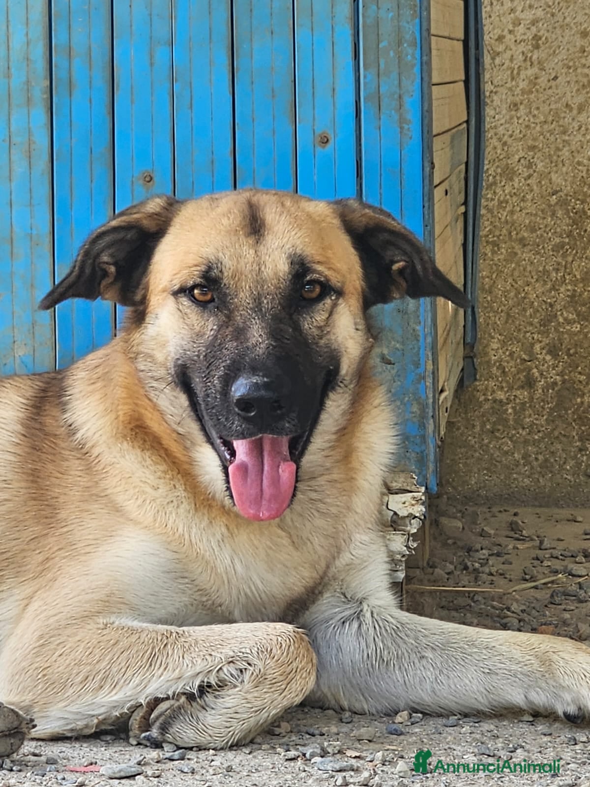 Meticcio cani Jimmy un compagno ideale - Annuncio 8