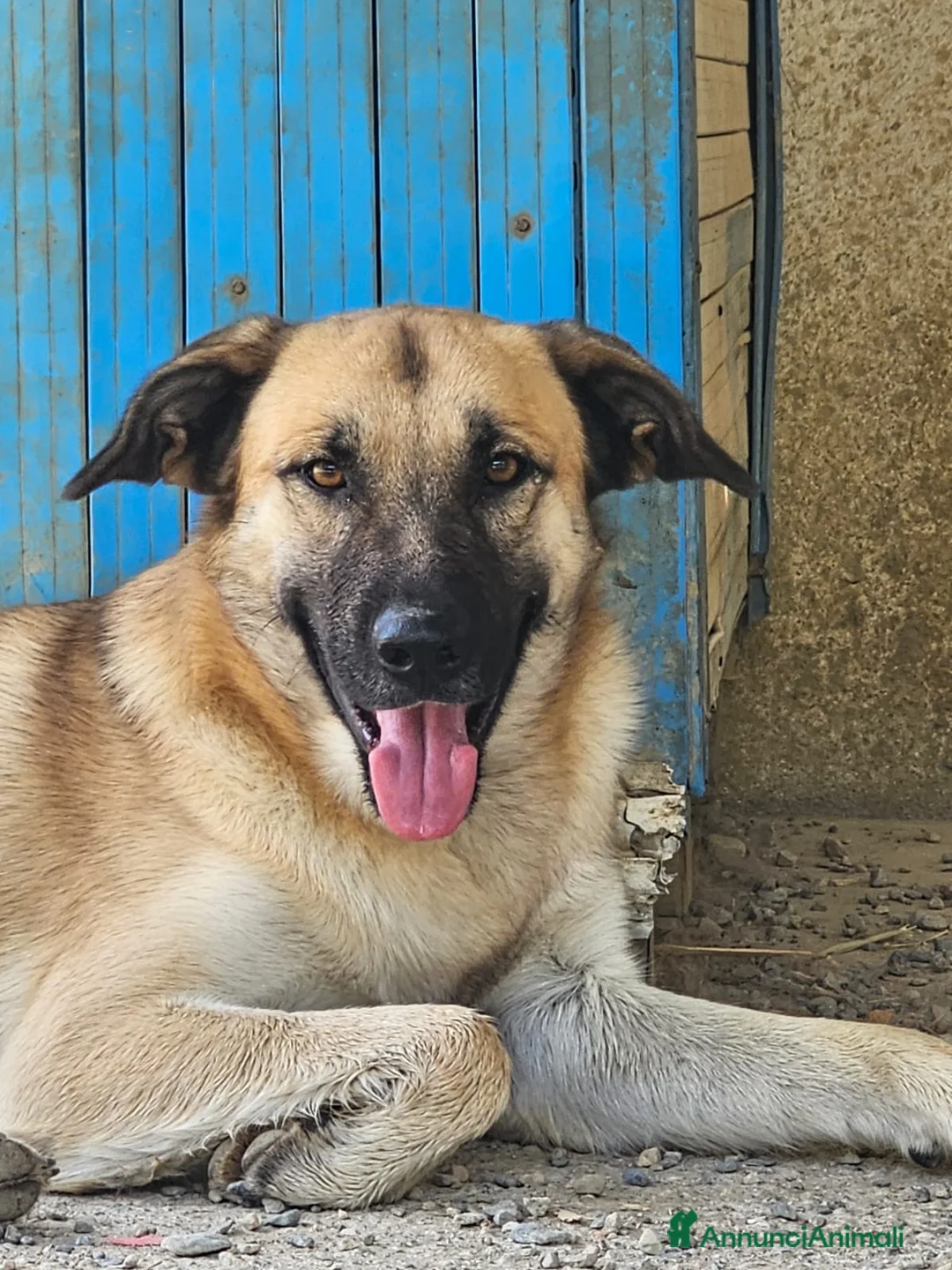 Meticcio cani in regalo: Jimmy un compagno ideale - Annuncio 1