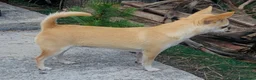 Chihuahua cani in vendita: Chihuahua pelo corto  - Annuncio 2