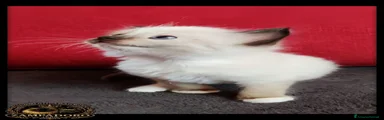 Ragdoll 3