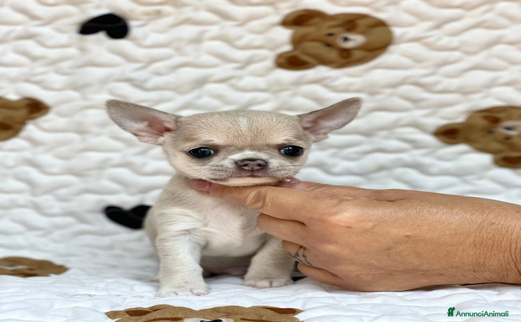 Chihuahua cani a Provincia di Rieti - Annuncio 10