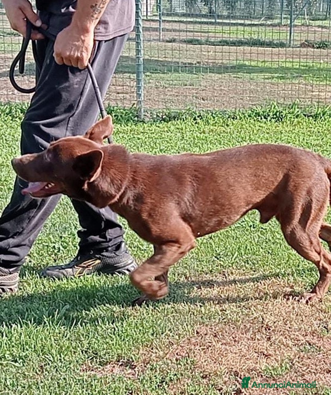 Meticcio cani in regalo: Aron cerca casa - Annuncio 4