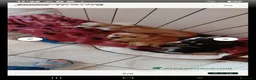 Chihuahua cani in vendita: Chihuahua urgente a brave persone - Annuncio 17