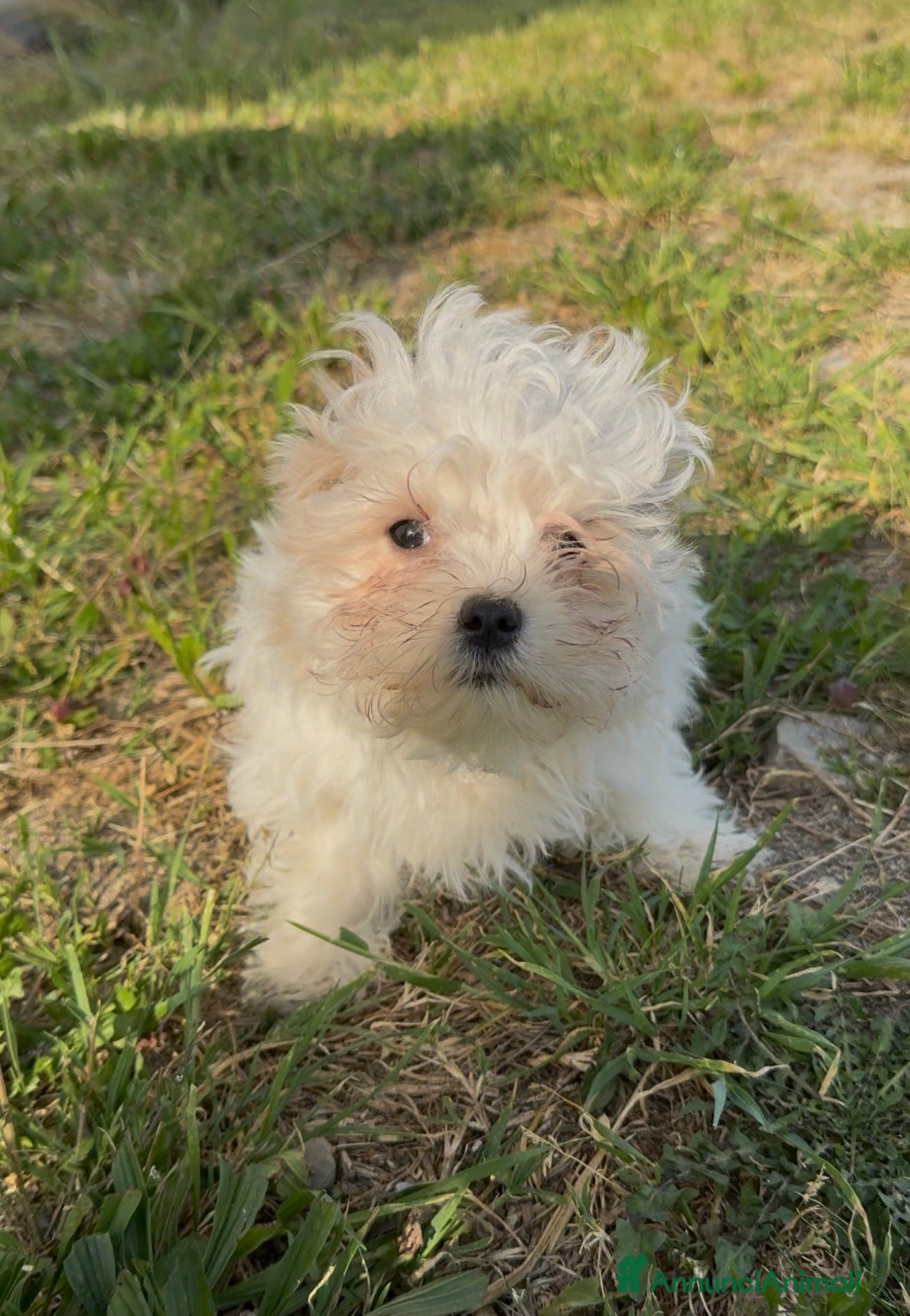 Maltese cani in vendita: Cuccioli di maltese con pedigree Enci  - Annuncio 1