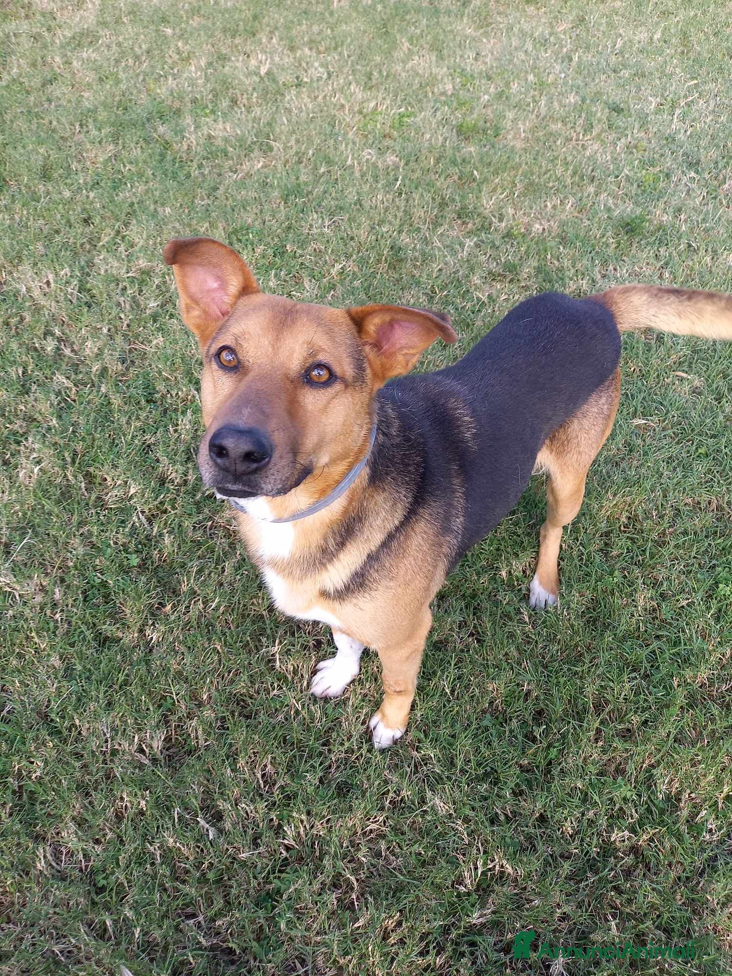 Meticcio cani buonissimo Fortunato in regalo a Città metropolitana di Catania - Annuncio 30