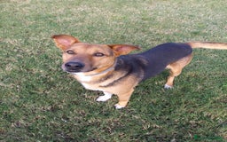 Meticcio cani in regalo: buonissimo Fortunato in regalo a Città metropolitana di Catania - Immagine 1