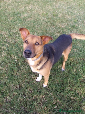 Meticcio cani a Città metropolitana di Catania - Annuncio 14