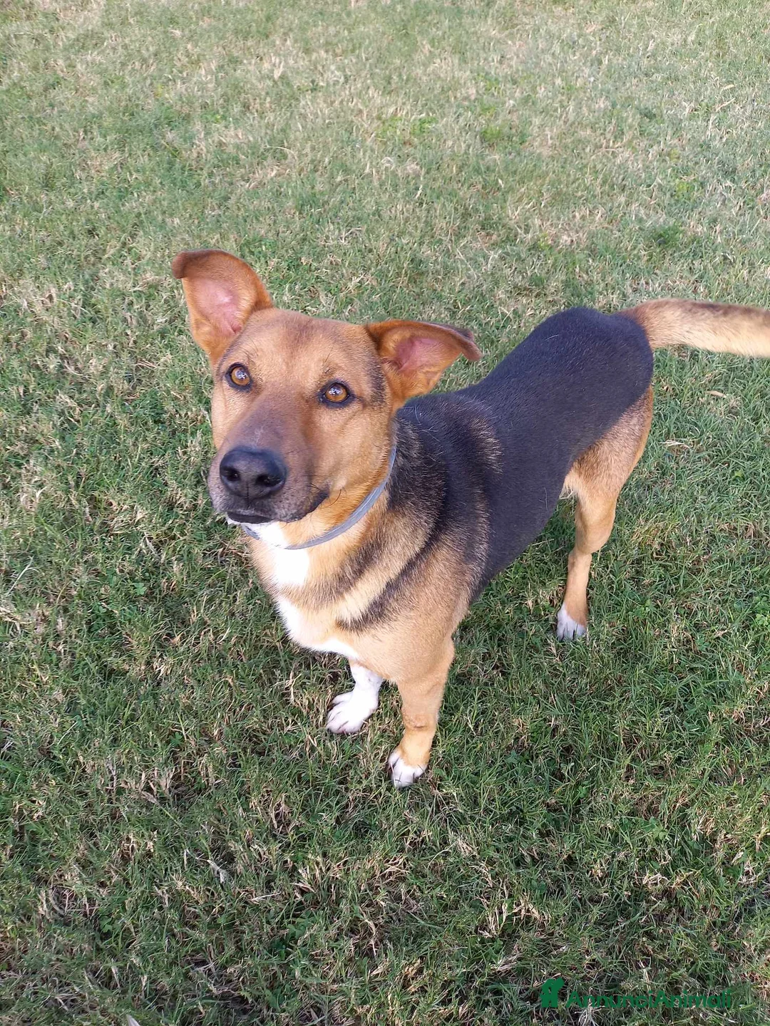 Meticcio cani in regalo: buonissimo Fortunato in regalo a Città metropolitana di Catania - Annuncio 1