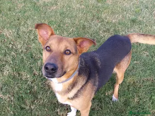 Meticcio cani buonissimo Fortunato in regalo a Città metropolitana di Catania - Annuncio 23