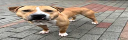Meticcio cani in regalo: PABLO BELLISSIMO PIT - Annuncio 4