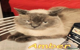 Siamese gatti in regalo: AMBER a Città metropolitana di Roma Capitale - Immagine 6