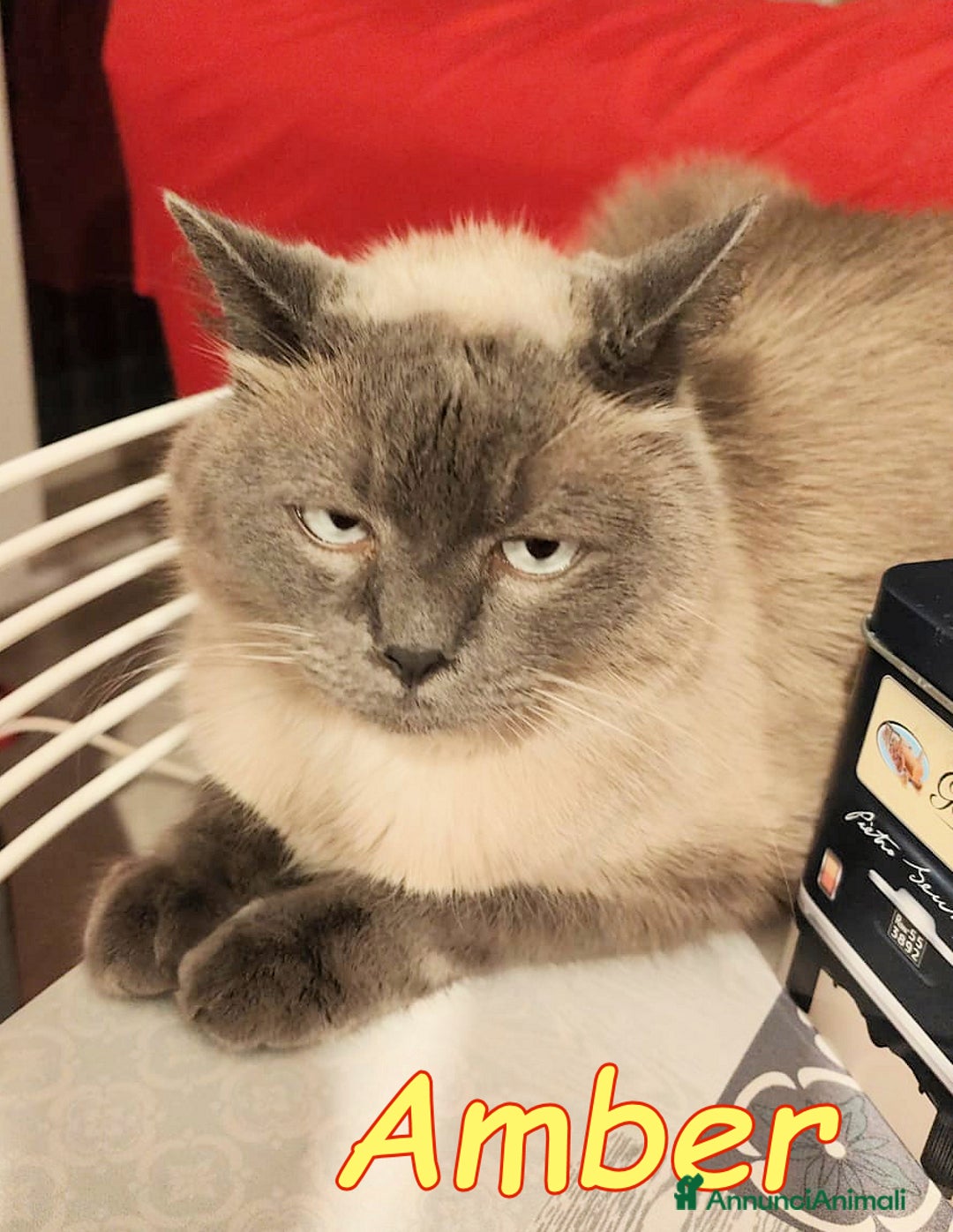 Siamese gatti in regalo: AMBER a Città metropolitana di Roma Capitale - Immagine 6