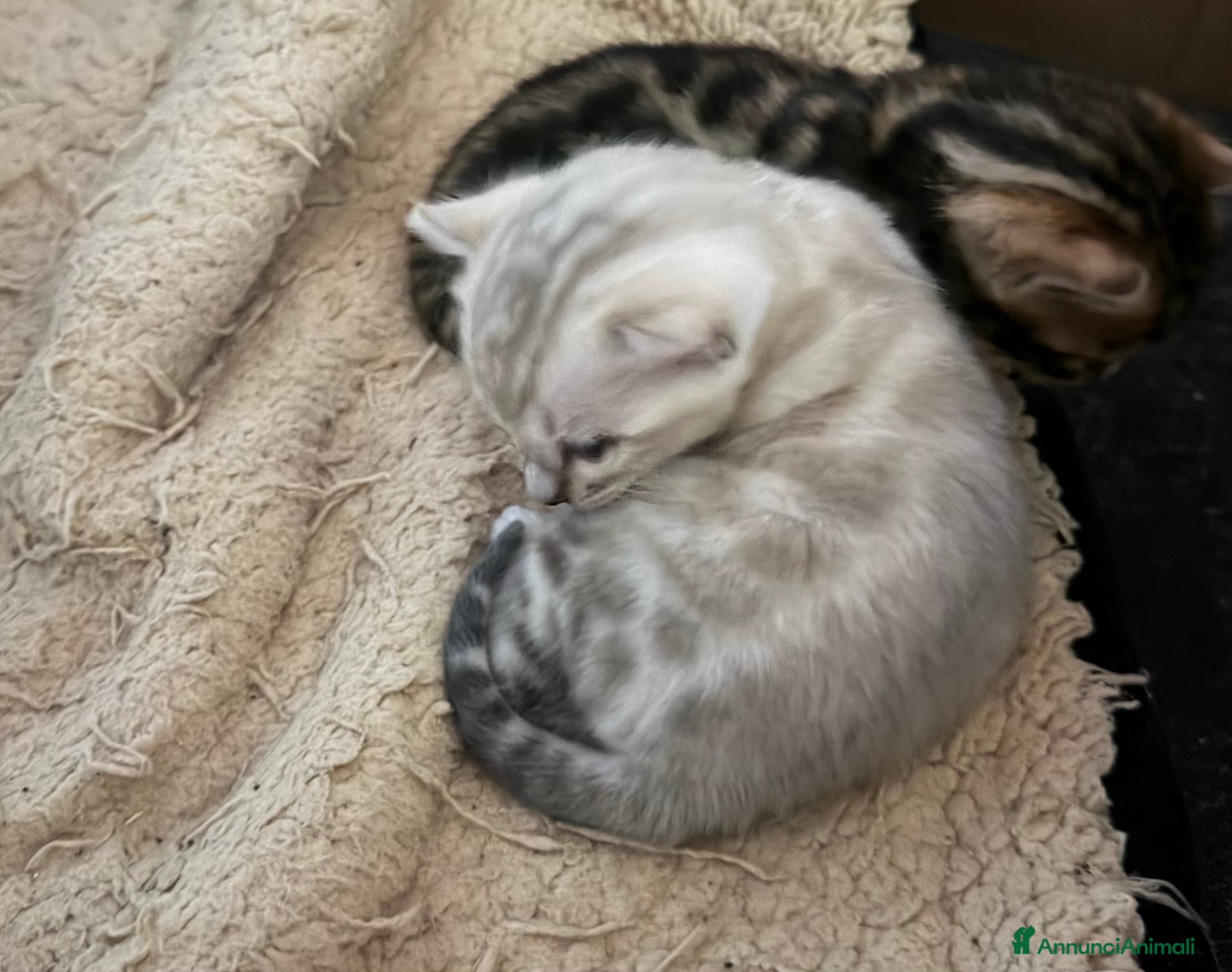 Bengala gatti gatto bengala maschietto  - Annuncio 2