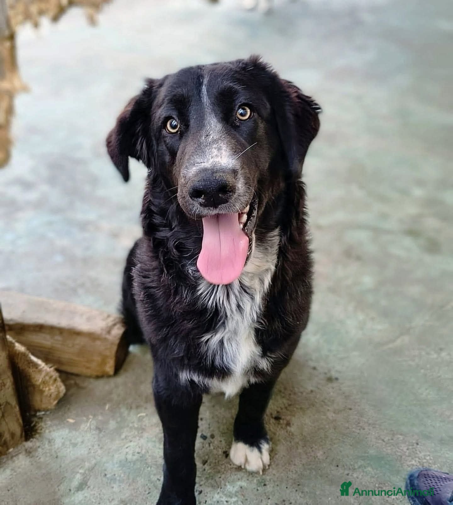 Meticcio cani Ciglio - Annuncio 34